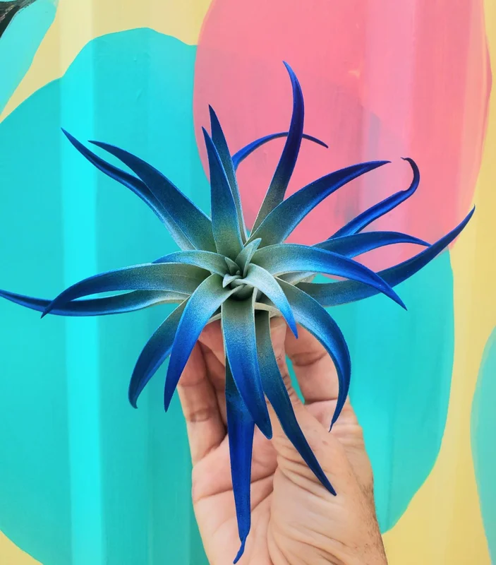 Dark Blue Air Plant Tillandsia Live Plant, 4-6 in, Low Maintenance Indoor - Image 4