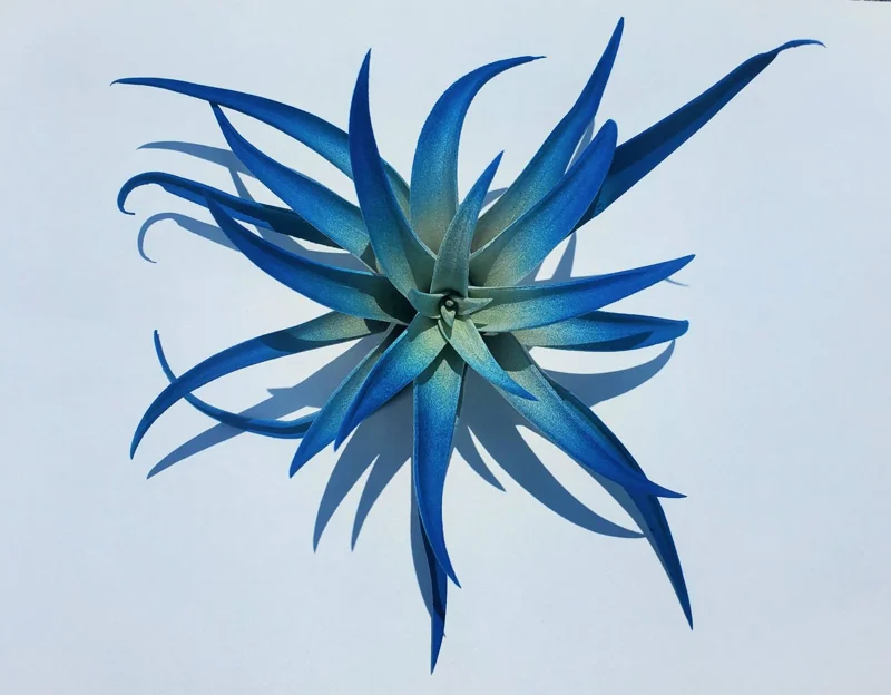 Dark Blue Air Plant Tillandsia Live Plant, 4-6 in, Low Maintenance Indoor - Image 5