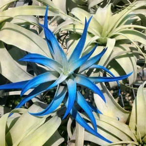 Dark Blue Air Plant Tillandsia Live Plant, 4-6 in, Low Maintenance Indoor - Image 6