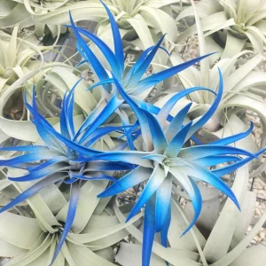 Dark Blue Air Plant Tillandsia Live Plant, 4-6 in, Low Maintenance Indoor - Image 1
