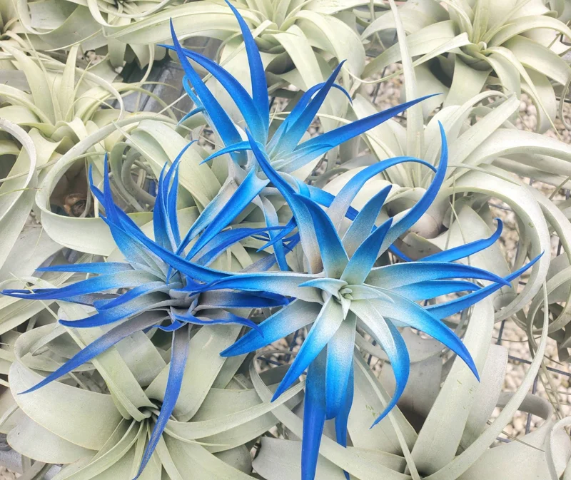 Dark Blue Air Plant Tillandsia Live Plant, 4-6 in, Low Maintenance Indoor - Image 1