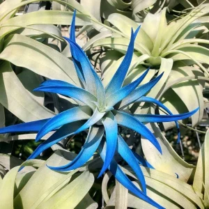 Dark Blue Indigo Air Plant Tillandsia - Live Plant, 4-6 inches, Indoor - Image 2