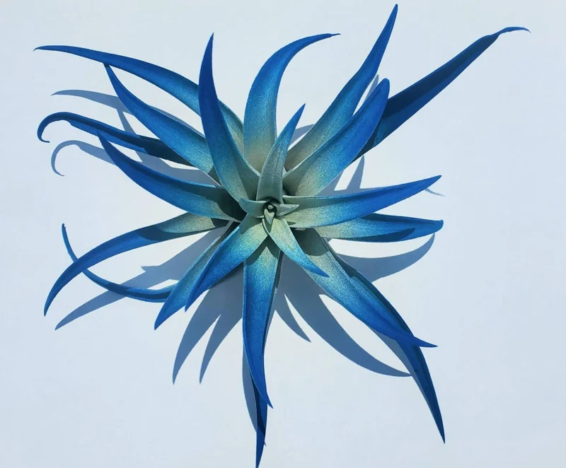 Dark Blue Indigo Air Plant Tillandsia - Live Plant, 4-6 inches, Indoor - Image 1