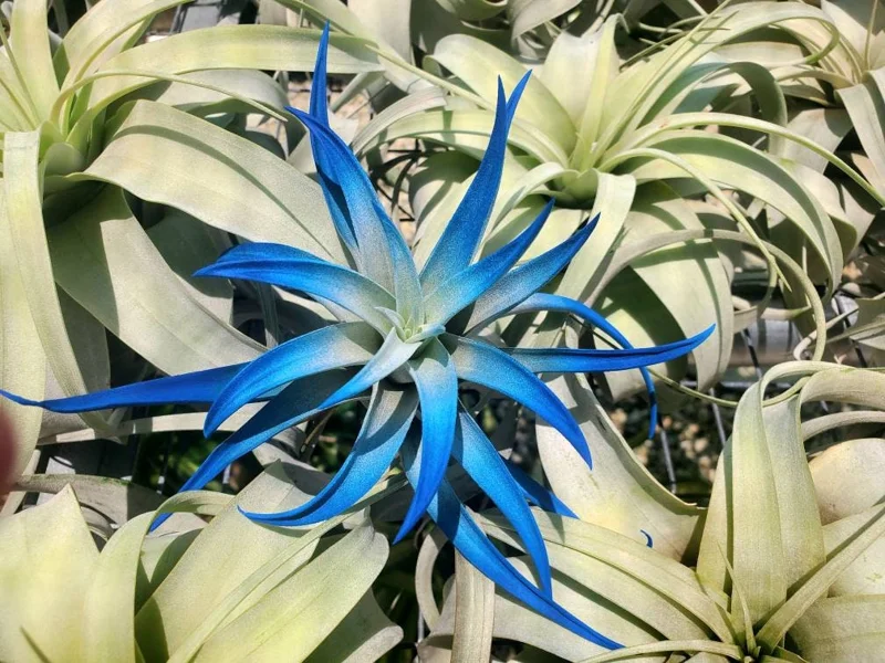 Dark Blue Indigo Air Plant Tillandsia - Live Plant, 4-6 inches, Indoor - Image 5