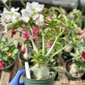 Desert Rose Live Plant 6 inch – Adenium Obesum Houseplant – Flowering Succulent - Image 2
