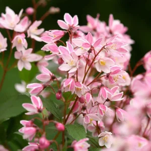 Deutzia 'Yuki Cherry Blossom' Live Plant - 4-6 Inch Starter Shrub, Pink Flowers, Outdoor - Image 1