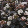 Diablo D'Or Ninebark Live Plant - Physocarpus opulifolius - 5-6 Inch Starter Shrub - Image 1