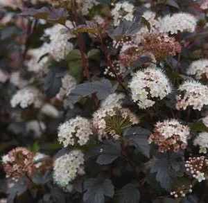 Diablo D'Or Ninebark Live Plant - Physocarpus opulifolius - 5-6 Inch Starter Shrub - Image 1