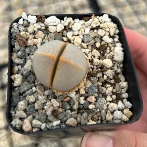 Dinteranthus Wilmotianus Live Plant - Living Stone Succulent in 2'' Pot - Image 2