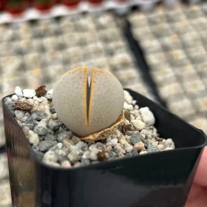 Dinteranthus Wilmotianus Live Plant - Living Stone Succulent in 2'' Pot - Image 1