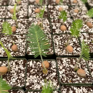 Dioon Edule Live Plant – Rare Cycad – 4 inch Pot – Indoor/Outdoor Specimen - Image 2