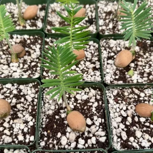 Dioon Edule Live Plant – Rare Cycad – 4 inch Pot – Indoor/Outdoor Specimen - Image 3