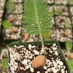 Dioon Edule Live Plant – Rare Cycad – 4 inch Pot – Indoor/Outdoor Specimen - Image 1