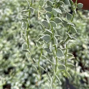 Dischidia Million Hearts Variegated Live Plant – Trailing Succulent – 3 inch Pot - Image 2