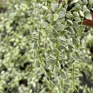 Dischidia Million Hearts Variegated Live Plant – Trailing Succulent – 3 inch Pot - Image 3