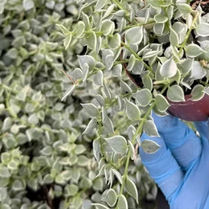 Dischidia Million Hearts Variegated Live Plant – Trailing Succulent – 3 inch Pot - Image 4
