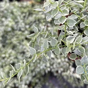 Dischidia Million Hearts Variegated Live Plant – Trailing Succulent – 3 inch Pot - Image 1