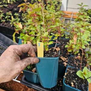 Dollar Princess Fuchsia Live Plant – 4in Pot – Outdoor Flowering Shrub - Image 2
