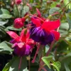 Dollar Princess Fuchsia Live Plant – 4in Pot – Outdoor Flowering Shrub - Image 1