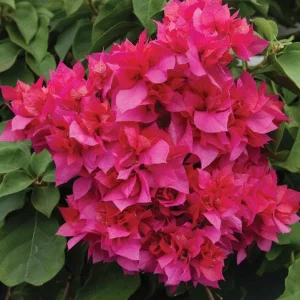 Double Red Bougainvillea Live Plant – 2 Pack – 4-6 Inches Tall Starter Plants - Image 2