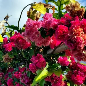 Double Red Bougainvillea Live Plant – 2 Pack – 4-6 Inches Tall Starter Plants - Image 3