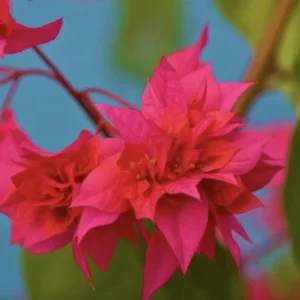 Double Red Bougainvillea Live Plant – 2 Pack – 4-6 Inches Tall Starter Plants - Image 4