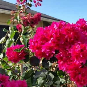 Double Red Bougainvillea Live Plant – 2 Pack – 4-6 Inches Tall Starter Plants - Image 5