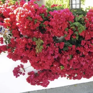 Double Red Bougainvillea Live Plant – 2 Pack – 4-6 Inches Tall Starter Plants - Image 6