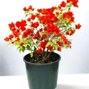 Double Red Bougainvillea Live Plant – 2 Pack – 4-6 Inches Tall Starter Plants - Image 7