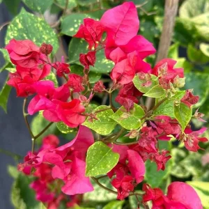Double Red Bougainvillea Live Plant – 2 Pack – 4-6 Inches Tall Starter Plants - Image 1