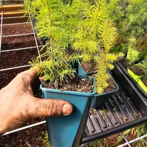 Douglas Fir Live Tree Plant – Conifer Evergreen – 6 inch Pot – Outdoor - Image 1