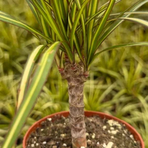 Dracaena Marginata Sunshine Live Plant - Mini Tree, 4 Inch Pot, Indoor - Image 2