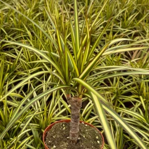 Dracaena Marginata Sunshine Live Plant - Mini Tree, 4 Inch Pot, Indoor - Image 3