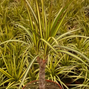 Dracaena Marginata Sunshine Live Plant - Mini Tree, 4 Inch Pot, Indoor - Image 4