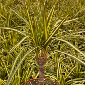 Dracaena Marginata Sunshine Live Plant - Mini Tree, 4 Inch Pot, Indoor - Image 5