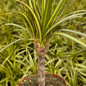 Dracaena Marginata Sunshine Live Plant - Mini Tree, 4 Inch Pot, Indoor - Image 1