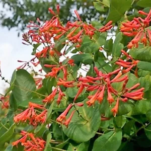 Dropmore Scarlet Honeysuckle Live Plant – 7-14 Inch Starter Vine – Outdoor - Image 1