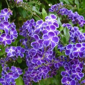 Duranta Blue Live Plant (2-Pack) - 5-9