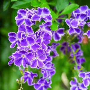 Duranta Blue Live Plant (2-Pack) - 5-9" Tall Golden Dewdrop Sky Flower - Image 1