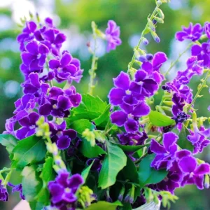 Duranta Blue Live Plant (2-Pack) - 5-9