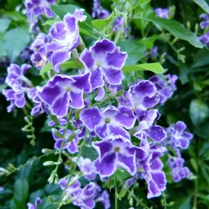 Duranta Blue Live Plant - Golden Dewdrop Sky Flower, 5-9" Tall, Pack of 2 - Image 2