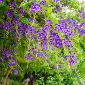 Duranta Blue Live Plant - Golden Dewdrop Sky Flower, 5-9