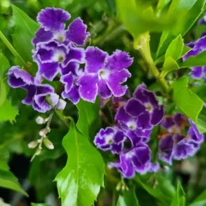 Duranta Blue Live Plant - Golden Dewdrop Sky Flower, 5-9