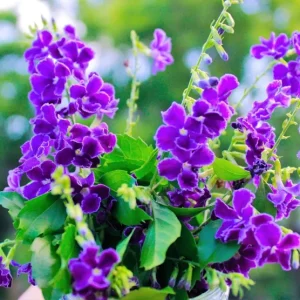 Duranta Blue Live Plant - Golden Dewdrop Sky Flower, 5-9