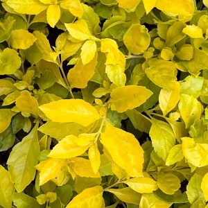 Duranta Gold Mound Live Plant - 2 Pack, 5-9" Tall Golden Dewdrop, Vibrant Chartreuse Foliage, Outdoor Shrub - Image 2