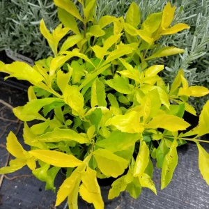 Duranta Gold Mound Live Plant - 2 Pack, 5-9
