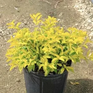 Duranta Gold Mound Live Plant - 2 Pack, 5-9
