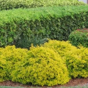 Duranta Gold Mound Live Plant - 2 Pack, 5-9