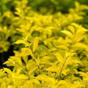 Duranta Gold Mound Live Plant - 2 Pack, 5-9