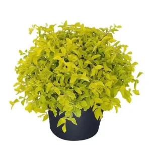 Duranta Gold Mound Live Plant - 2 Pack, 5-9" Tall Golden Dewdrop, Vibrant Chartreuse Foliage, Outdoor Shrub - Image 1